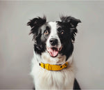 Load image into Gallery viewer, COLLAR PALÜ