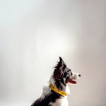 Load image into Gallery viewer, COLLAR PALÜ